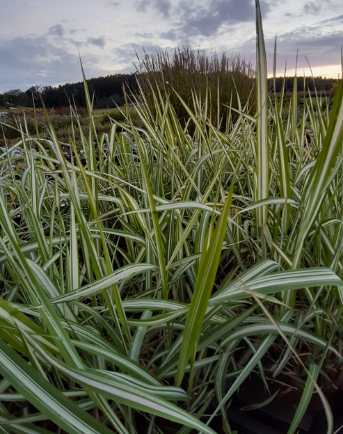 Phalaris arundinacea `Strawberry and Cream`